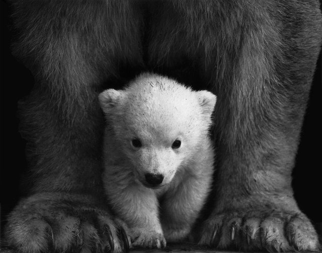 Baby polar bear protected by its mother