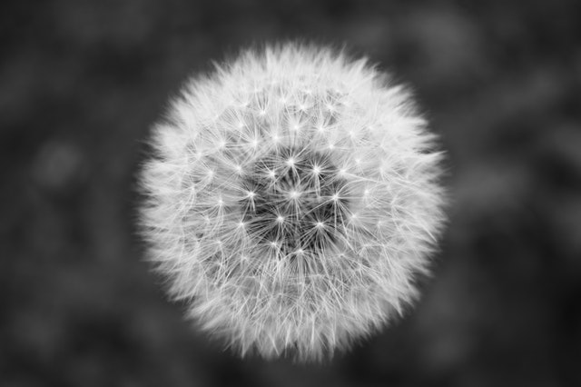 A dandelion